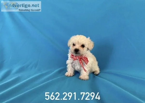 Poodle Puppies