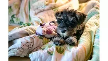 TOY schnauzer