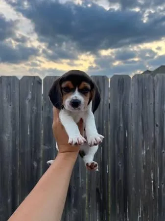 Cute Beagle Puppies