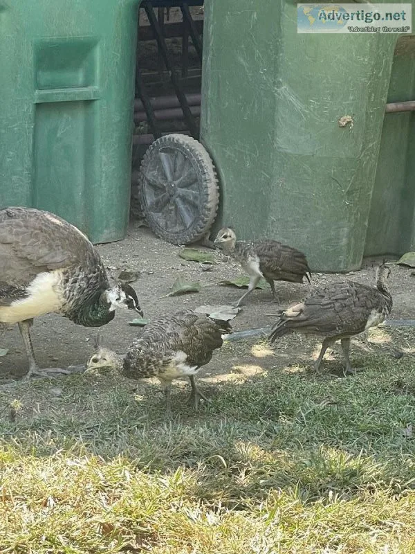 Peacock baby peafowl for sale