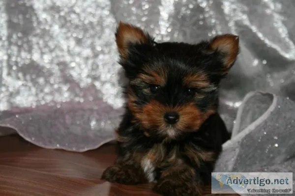 Adorable male and female yorkshire terrier puppies