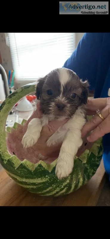 Shih-tzu Male Puppy