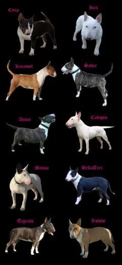 Bull Terrier Puppies