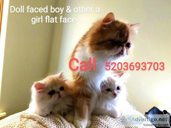 Persian kittens by Phoenix Arizona posting for friend