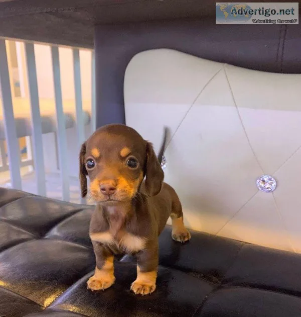 Miniature Dachshund Puppies