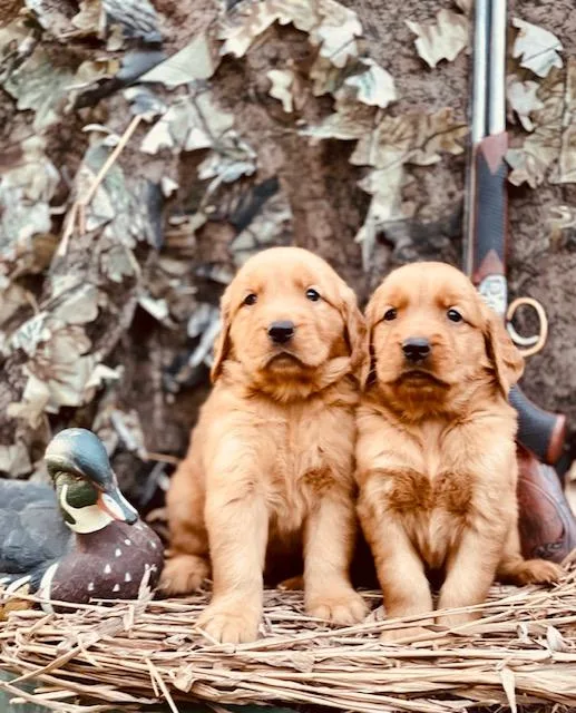 Golden Retrievers