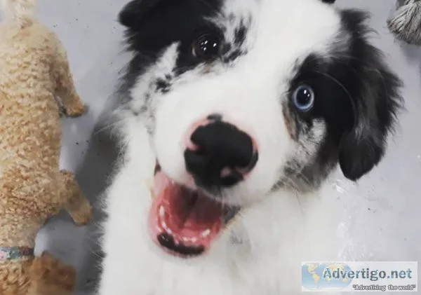 Puppy school in sydney