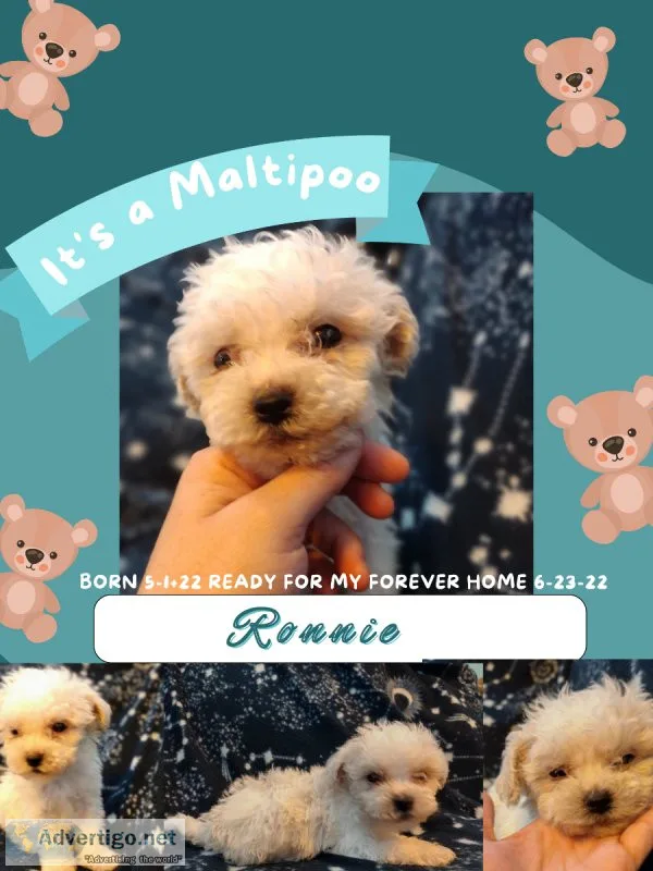 Maltipoo Puppy