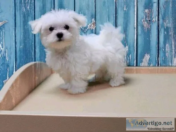 Purebred Maltese Puppies need new forever home
