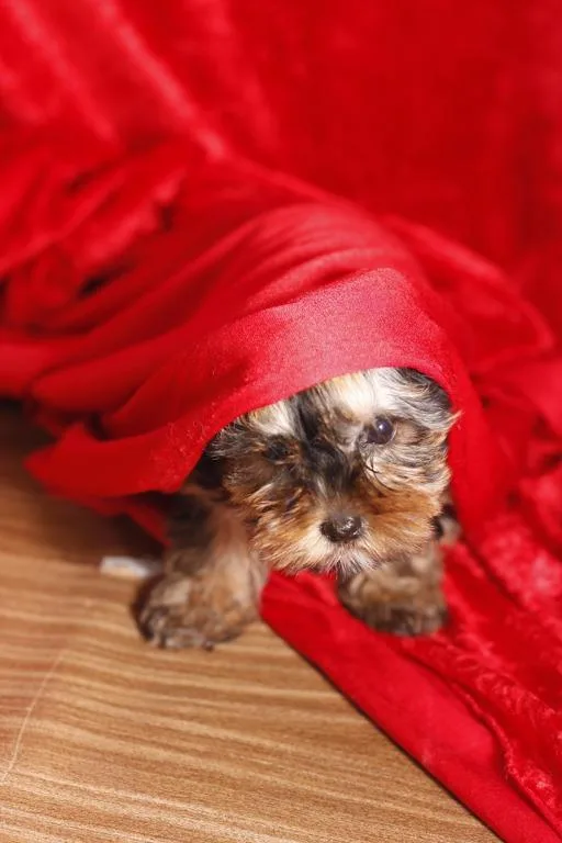 Yorkiee terriers