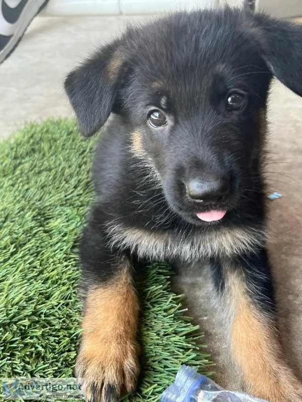 German Sheppard