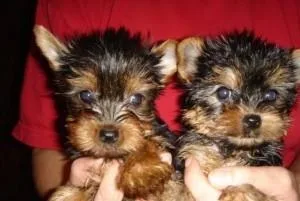 Tiny and Compact Yorkie6175759404