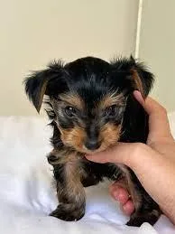 AKC Yorkie Puppies