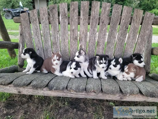 Purebred Husky Puppies