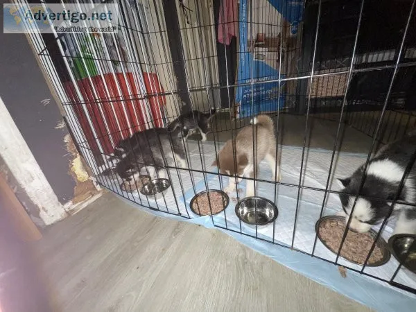Purebred Siberian Husky Puppies