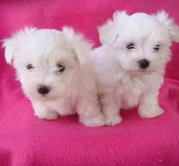 Cute AKC Maltese Puppies