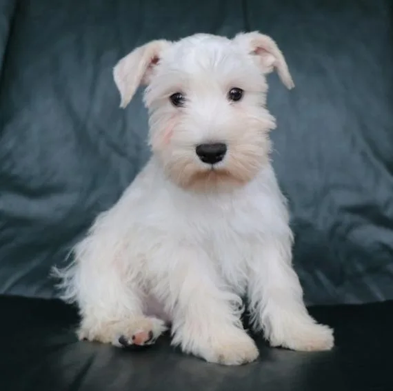 Miniature Schnauzer for Adoption