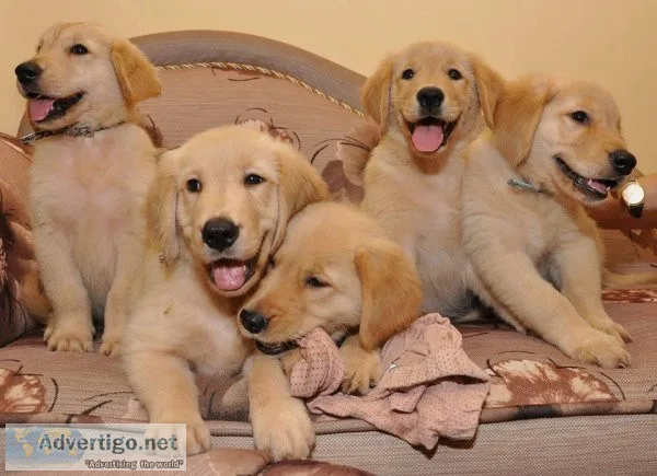 2 Golden Retriever Puppies