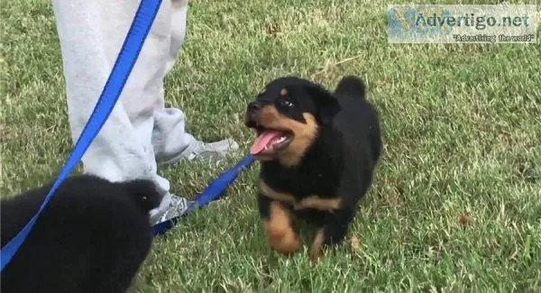 Rottweiler Puppies for Free Adoption