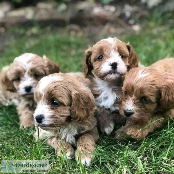 Sweet and Playful Cavapoo for Adoption