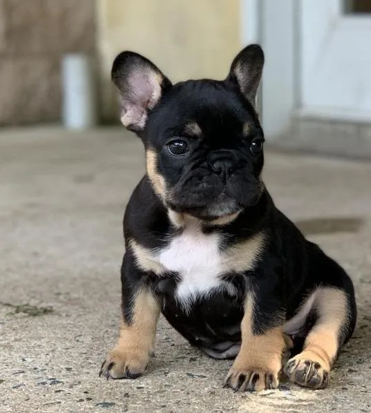 FRENCH BULLDOG PUPPIES