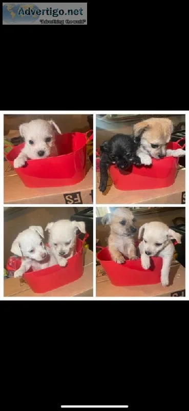 8 week old shih Tzu Terrier puppies