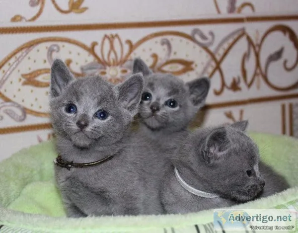 Russian Blue kitten from Europe