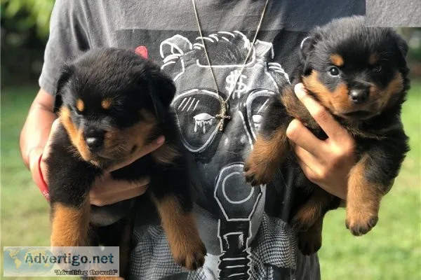 Two Gorgeous Rottweiler Puppies