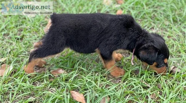 Rottweiler Pups ready for a New Home