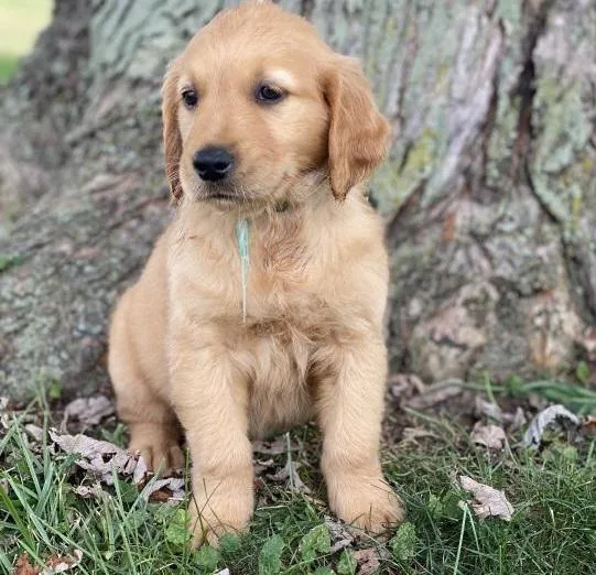 Absolutely Healthy Golden Retriever Puppies