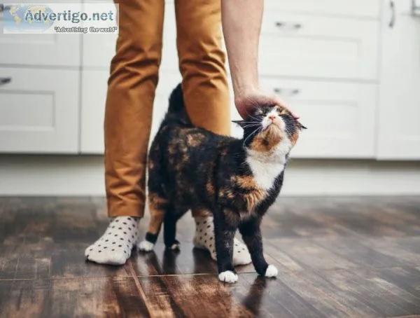 Preventive Care for Cats in Middletown