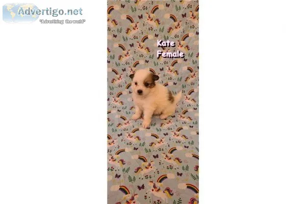 CKC Pomimo Puppies