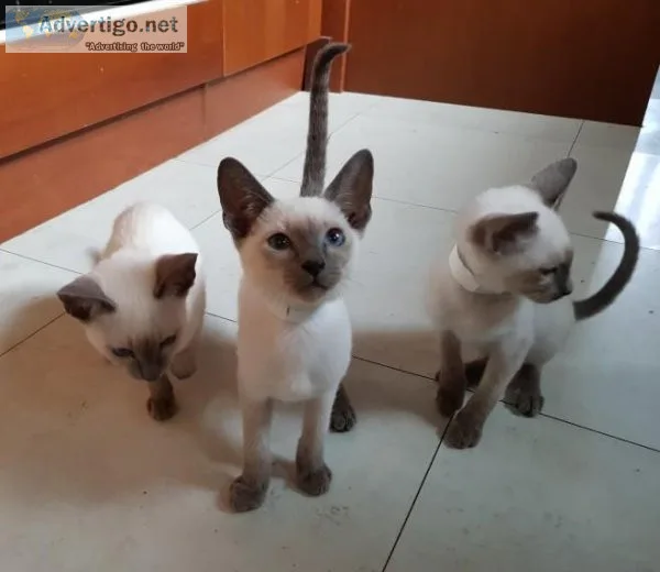 Seal Point Siamese Kittens