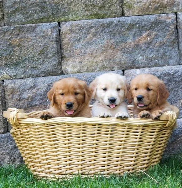 Male  and female Golden Retriever Puppies For Sale