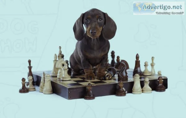 YOUR DOG NEEDS THIS TRAINING COURSE RIGHT NOW at a very low pric