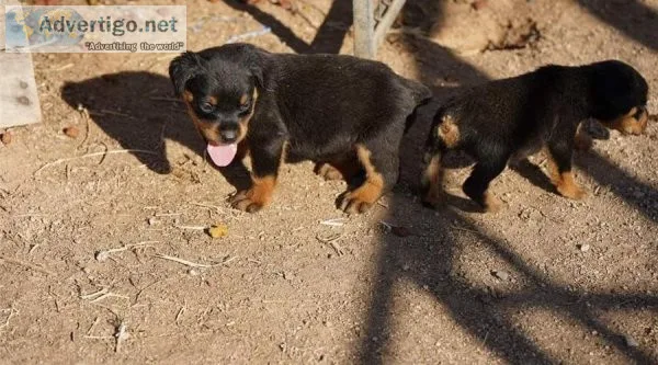 Rottweiler Puppies
