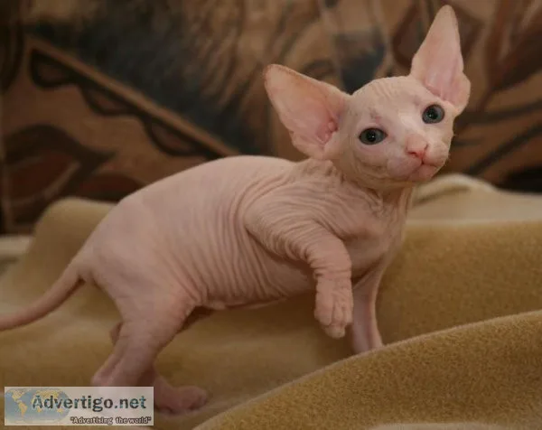 Sphynx kittens