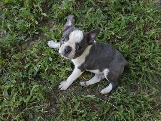 BOSTON TERRIER