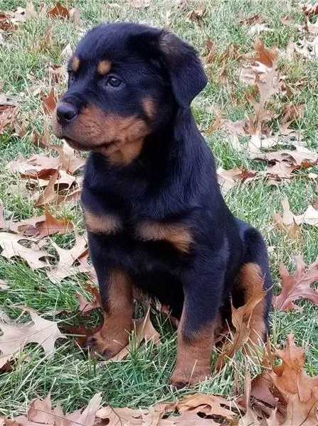 Rottweiler Puppies for Sale