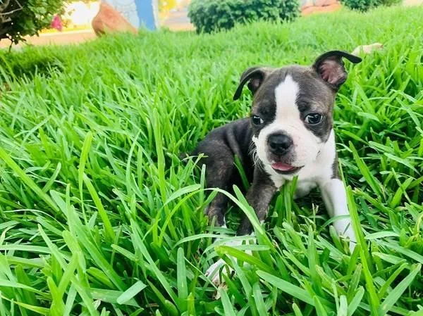 Well Socialized Boston Terrier Puppy