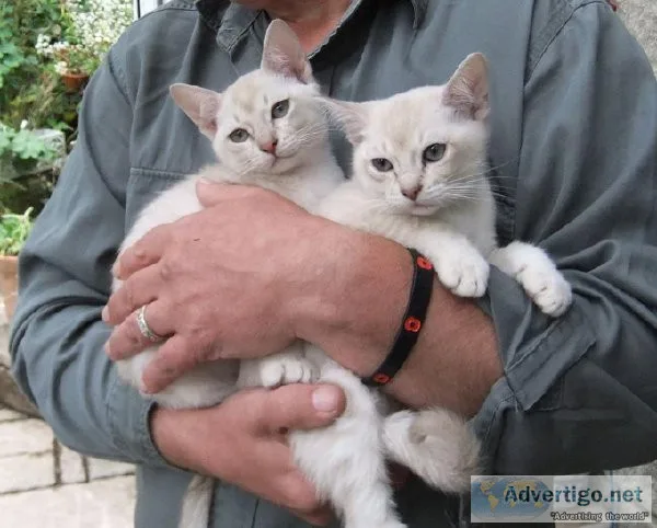 Burmilla Kittens For Sale