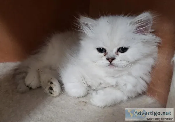 Persian kittens
