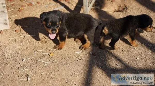 Well Trained Rottweiler Puppies