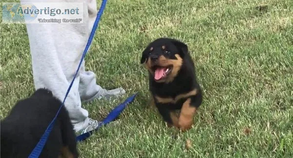 Adorable Rottweiler Puppies