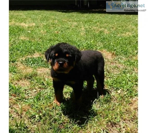 Rottweiler Puppies For Sale