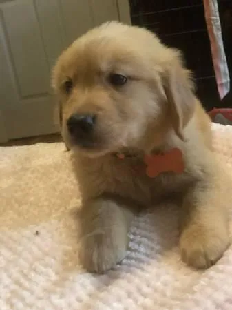 Attractive Golden Retriever Puppies