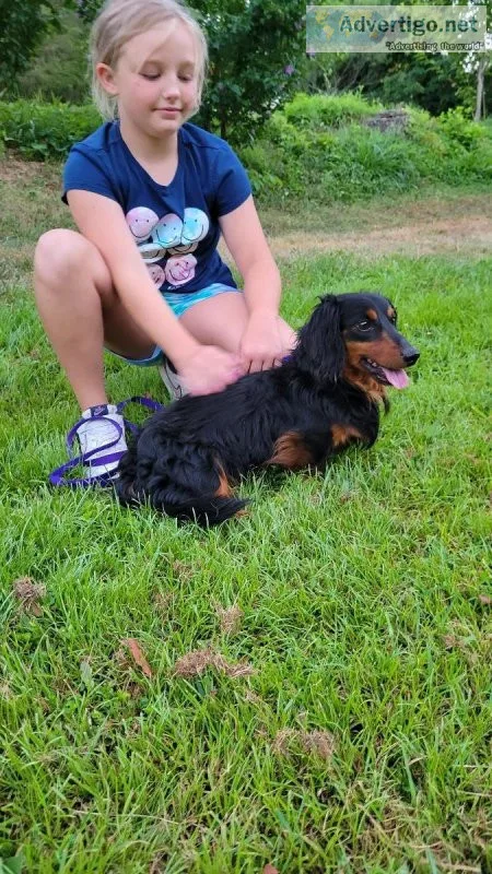 Long haired male mini Daschund