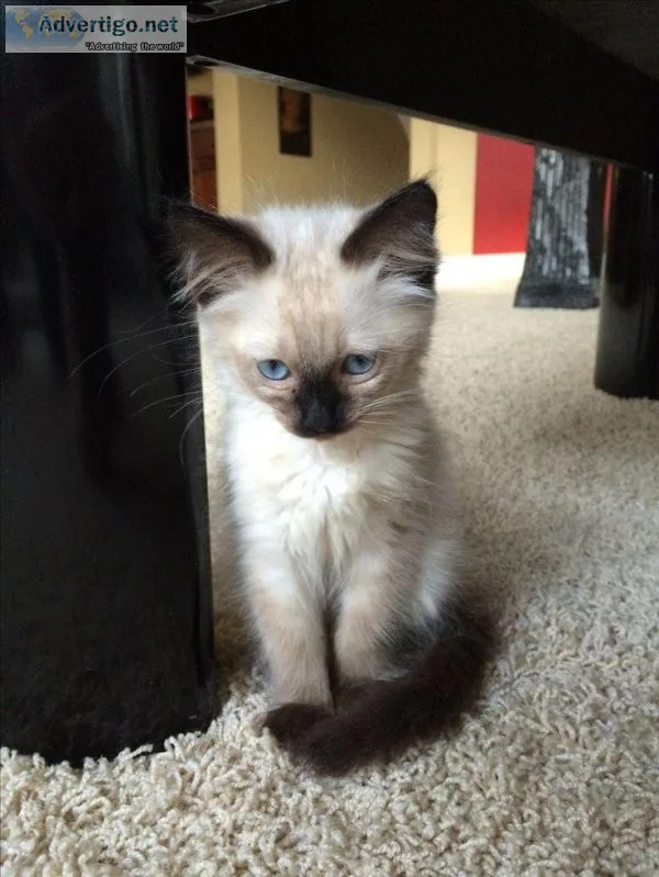 Registered Female Balinese Kittens