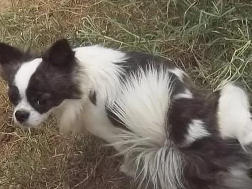 Chihuahua Adult Male AKC