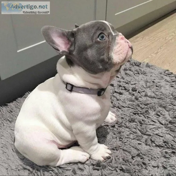 French Bulldog Puppies